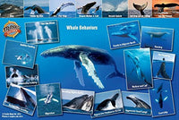 Humpback Whale Migrations