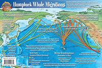 Humpback Whale Migrations