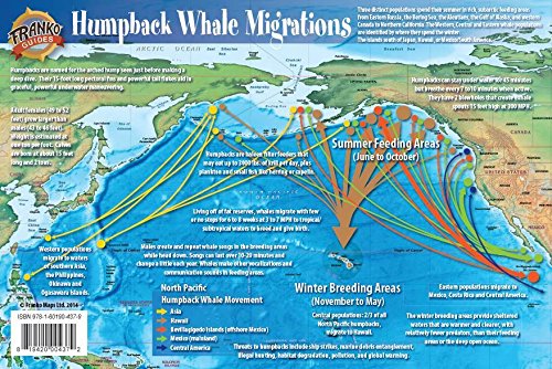 Humpback Whale Migrations