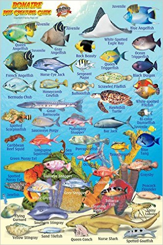Bonaire Reef Creatures Guide (MiniCard)