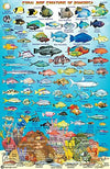 Dominica Dive Map &amp; Fish ID Card / Coral Reef Creatures