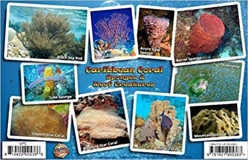 Coral Card Caribbean Coral ID Card /  Coral Reef