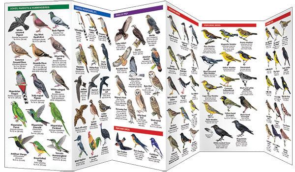 Bird Guide Dominican Republic Birds (2017)