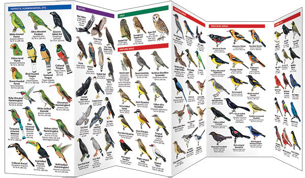 Bird guide Yucatan Birds