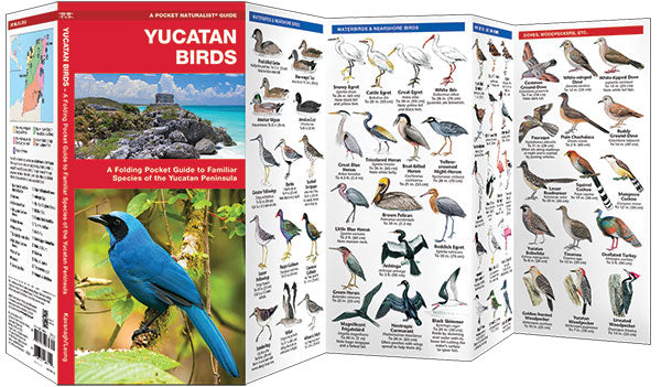 Vogelgids Yucatan Birds