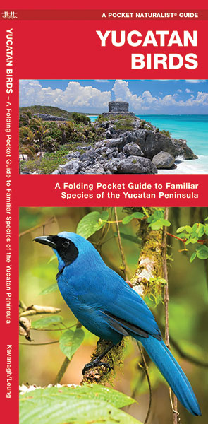 Bird guide Yucatan Birds