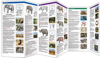 Elephants &amp; Rhinos (2017)