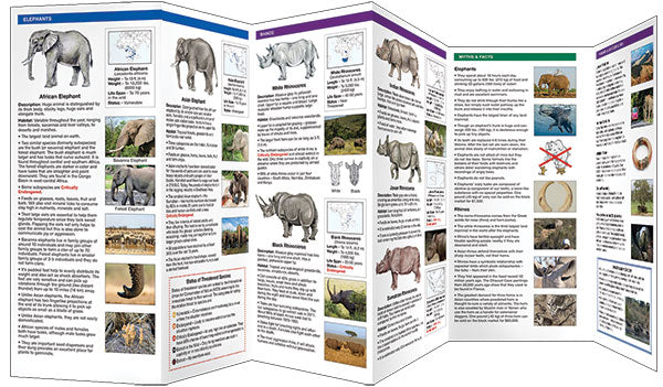 Elephants &amp; Rhinos (2017)