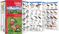 Waterford-China Birds