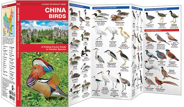 Waterford-China Birds