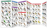 Argentina birds