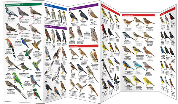 Argentina birds