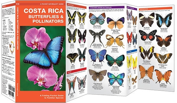 Waterford-Costa Rica Butterflies & Moths