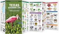 Waterford-Texas Seashore Life (Plants & Animals)