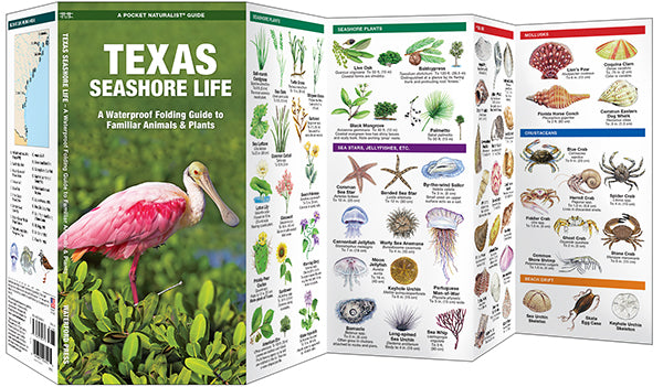 Waterford-Texas Seashore Life (Plants & Animals)