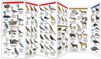 Waterford-New Zealand Wildlife