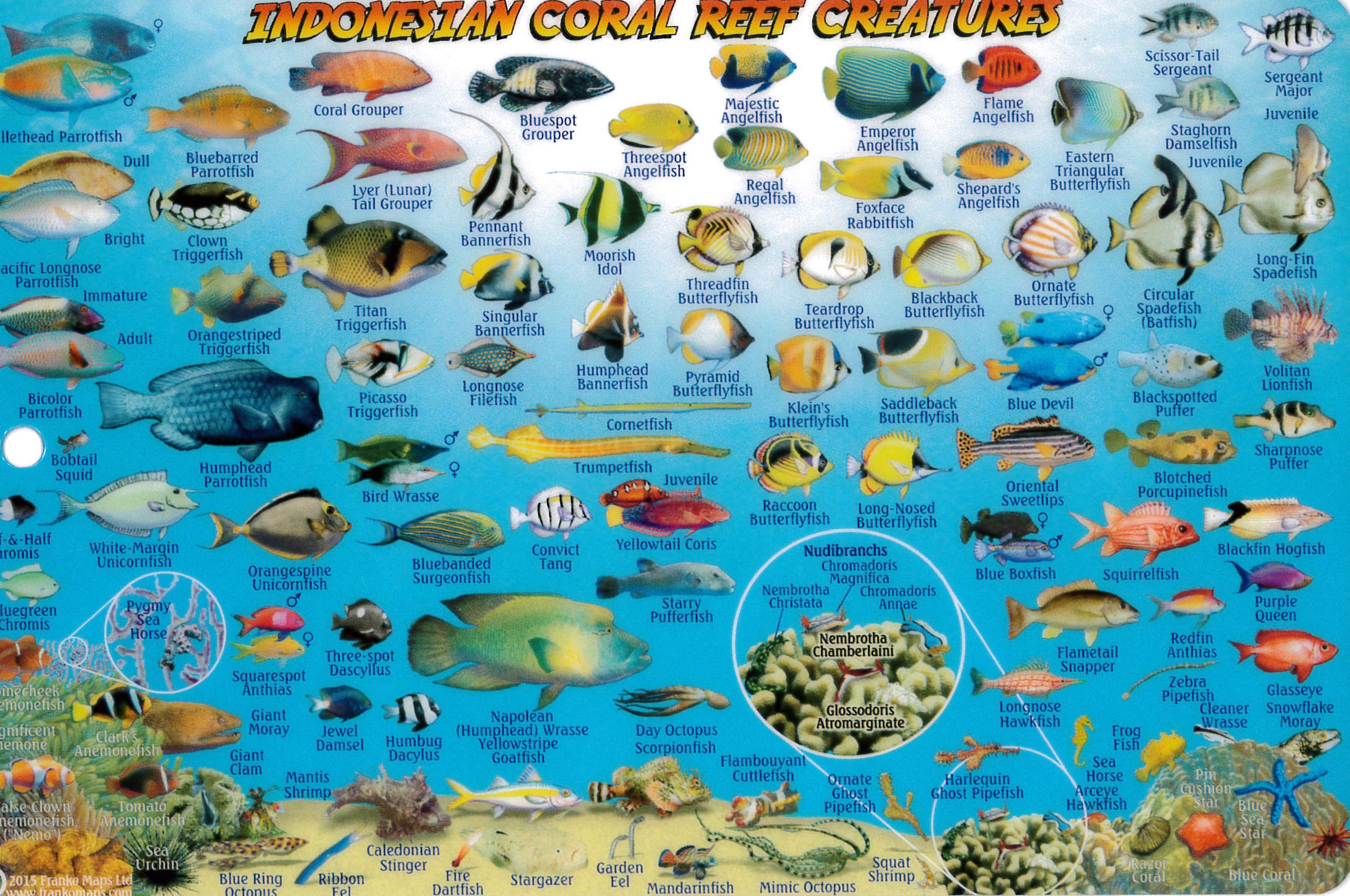 Fish Card Bali Dive Guide &amp; Fish ID Card / Indonesian Coral Reef Creatures